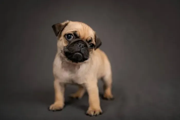 Pug Filhotes Muito Fofos ?