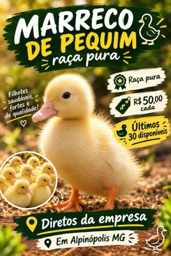 Vende-se filhotes de marreco pequim