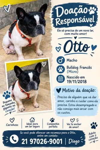Doação responsável Buldogue Francês