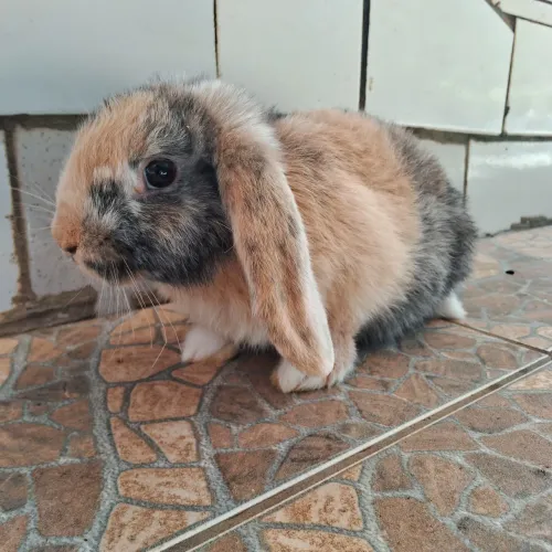 Mini loop Tricolor Uruguaio Coelhos 