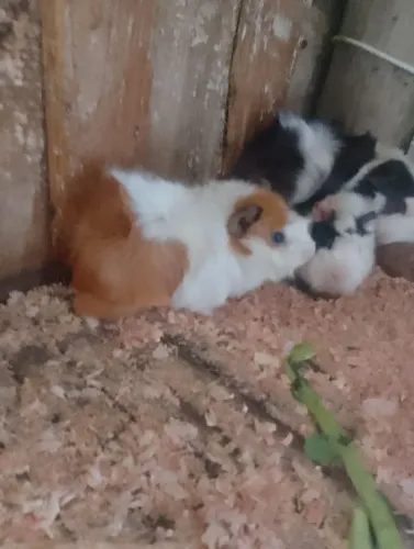 Porquinho da índia 