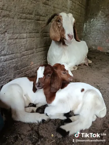 cabrito boer puro