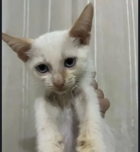 Gatinho lindo para doação branco olhos azuis 