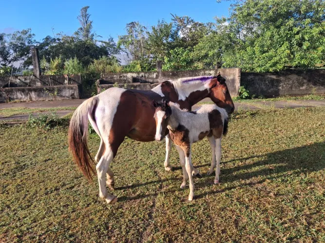 Égua pampa mais filhote pampo também