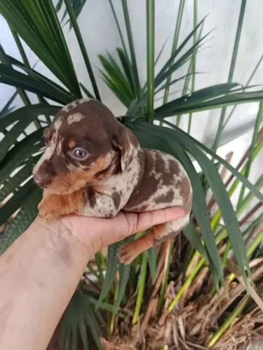 Basset Dachshund Cofap salchicha Alercrim macho puro 