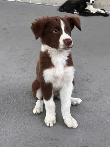 Filhotes de Border Collie 