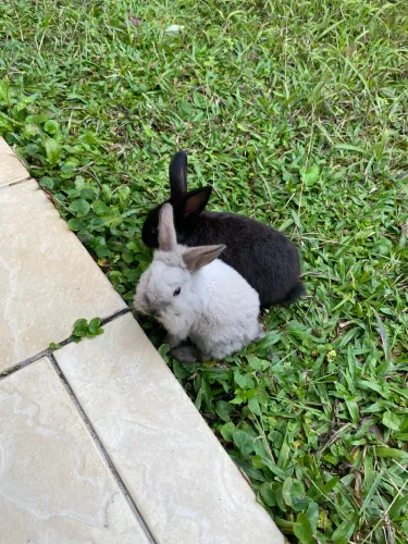 Coelhos anões