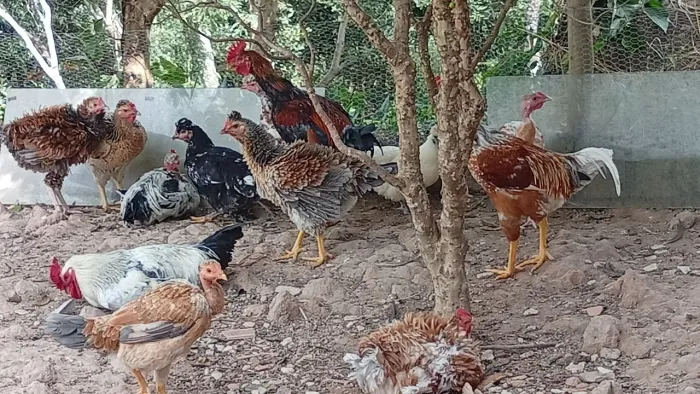 Frango caipira 