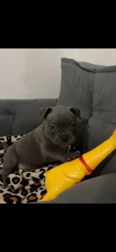 Filhote american bully