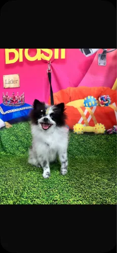 Lulu da pomeranea anao com vacina 70 dias 