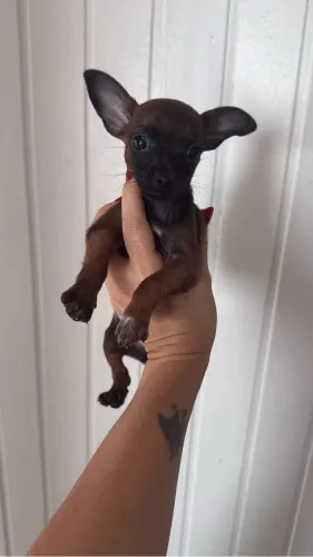 Pinscher femea