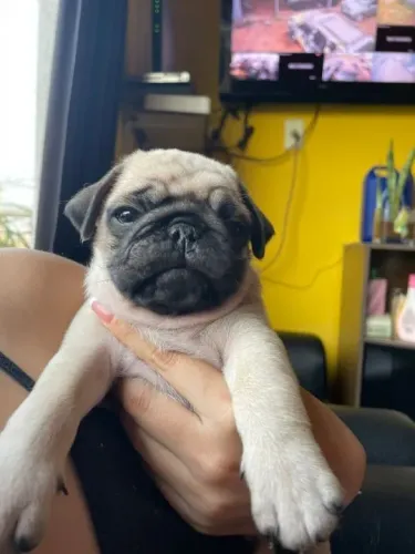 Pug,Pug Filhote Saudável Excelente Companhia