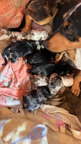 Filhote de Daschund/ Salsichinha