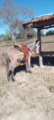 Burro 4 anos muito docil!!