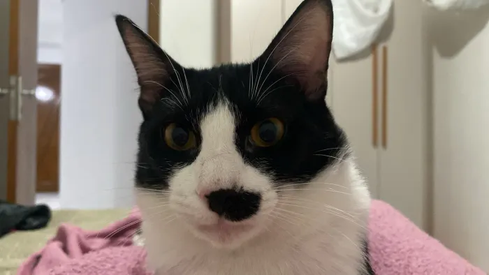 estou doando dois gatos irmãos