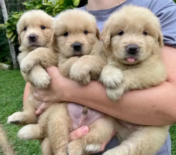 Golden Retriever Para Toda a Família