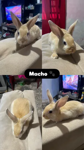  Vendo coelhos 