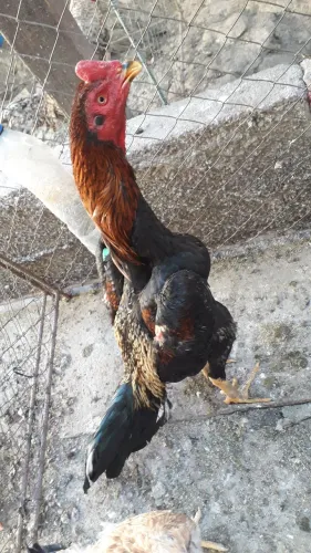 Galos