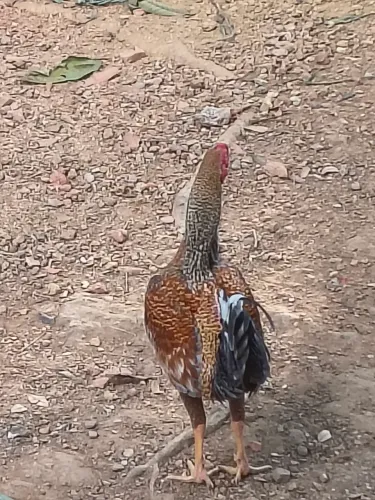 Vendo galo caipira