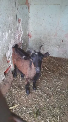 Mini cabra