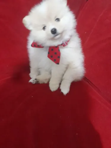 Bebê Spitz alemão anão 1600