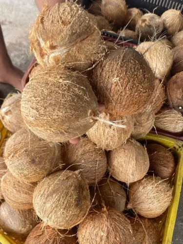 Vende-se coco seco Coco Verde e coco ralado de macaxeira ralada