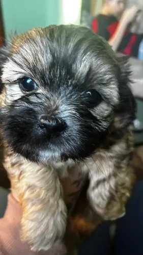 Vendo Shihtzu Macho