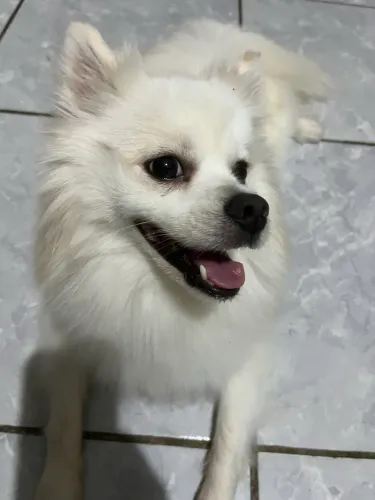 Lulu da pomerania - procura namorada