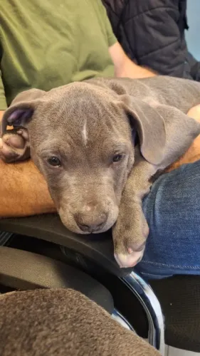 American Bully | Filhote Macho