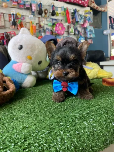 Yorkshire macho micro $2.300,00