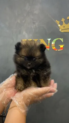Spitz Alemão Cheio de Fofura ?