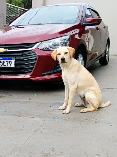Doa-se cadela