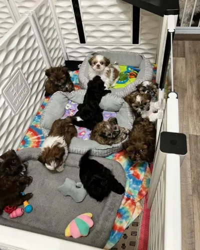 Filhotes de Shih Tzu | Muito estilo em miniatura!
