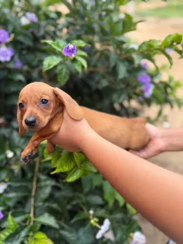 Baby Dachshund (Salsichinha) Machinho, Último Disponivel, 10x Sel Juros!!!