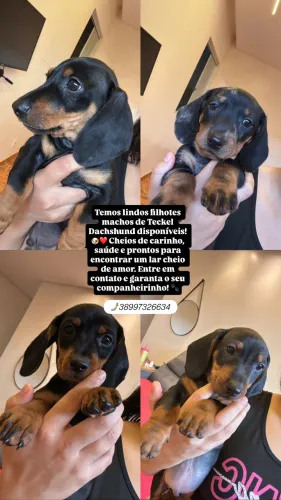 Lindos filhotes macho de Teckel Dachshund 