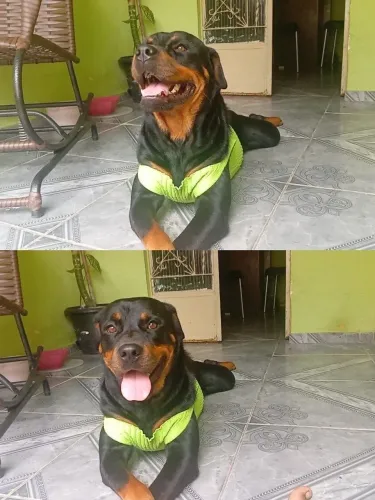 Procurar ser um rottweiler macho prá minha rottweiler fêmea 
