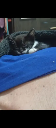 Gatinhos prontos pra doação