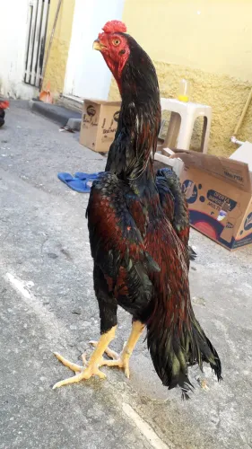 Frango Bico Curto