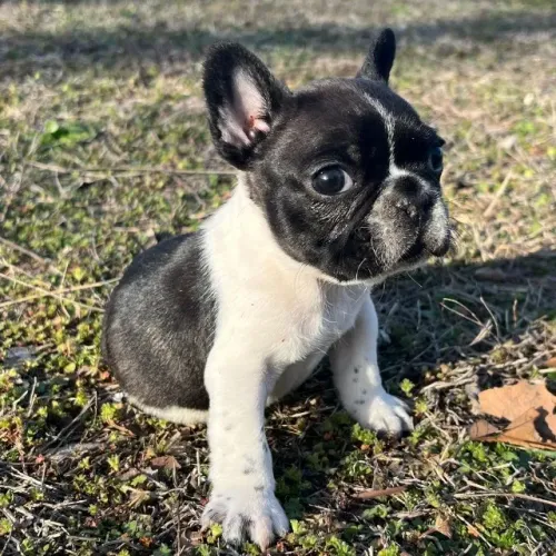 Bulldog frances filhotes disponiveis