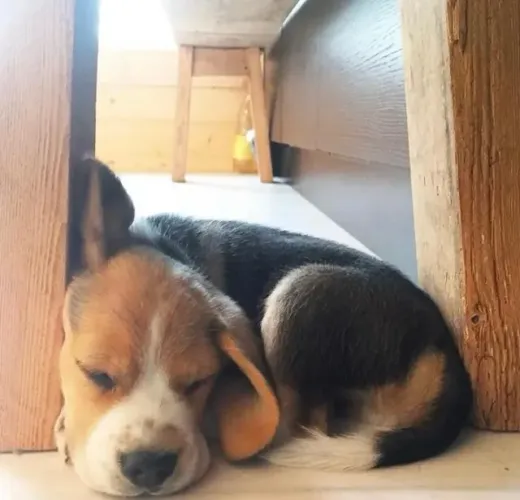 Filhotes de Beagle | Amor que cresce todos os dias.