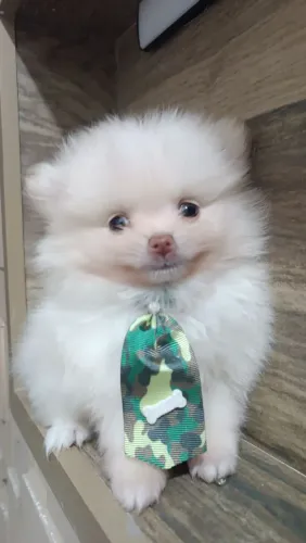 Spitz alemão macho de bolso