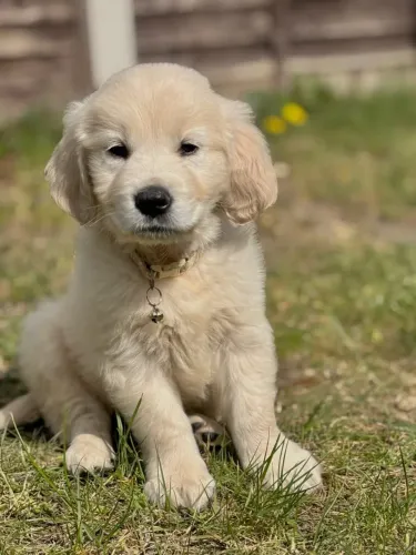 Golden