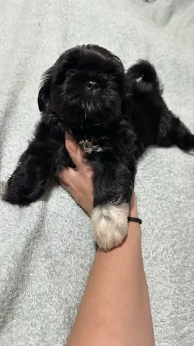 Shihtzu