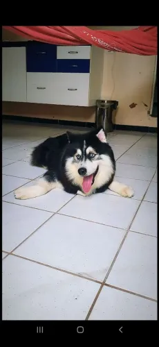 Husky siberiano macho procura namorada 