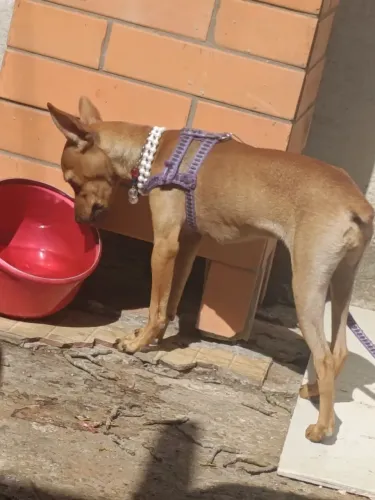 Pinscher fêmea número 2 pura 