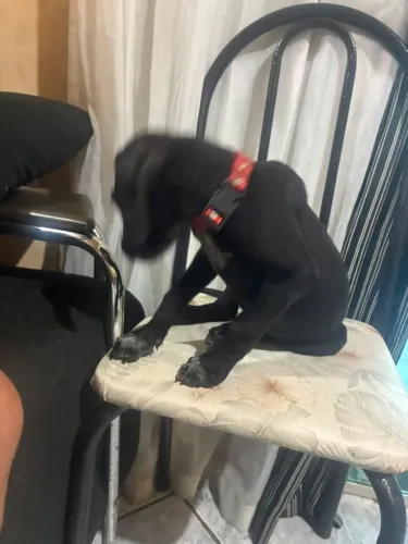 Vendo filhote de dog alemão mixto 