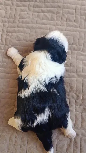 Pet shitzu