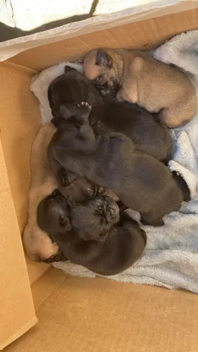 Filhotinhos de Pugs, pretinhos e abricot