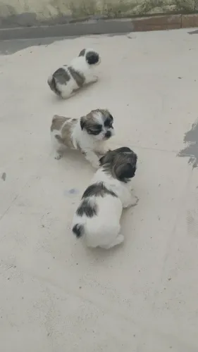 Estou com lindos filhotes de Lhasa São lindos e carioso e deixar muito Família Feliz 