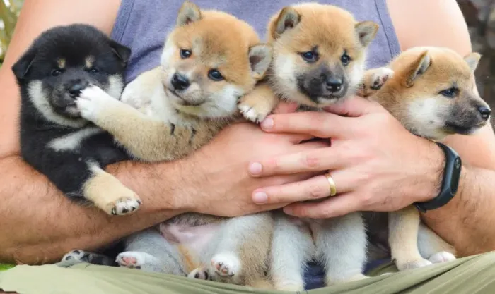 Filhotes Shiba Inu - Linhagem Nippo - Promoção
